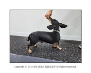 [반려동물 건강이야기] 디스크수술 후 가정 내 재활운동 가이드