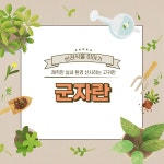 [반려식물 이야기] 쾌적한 실내 환경 선사하는 고귀한 군자란