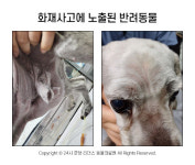 [반려동물 건강이야기] 연기만 마셔도 큰일! 화재사고는 반려동물 목숨도 위협한다
