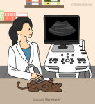 [반려동물 건강이야기] 아파도 티 내지 않는 고양이...건강검진이 삶 지키는 첫걸음