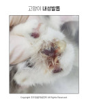 [반려동물 건강이야기] 파고들고 빠지고…고양이 괴롭히는 주요 발톱질환