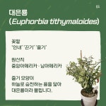 [반려식물 이야기] 집에서 키우는 지그재그의 매력 대은룡