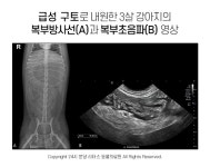 [반려동물 건강이야기] 췌장염, 조기진단이 예후 좌우…핵심은 영상검사