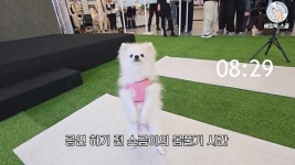 펫 헬스케어 시장 확대…KCC글라스, 반려동물 관절건강 고려한 포레스톤  선봬