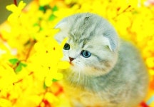  인천고양이분양 아담스펫, 건강한 먼치킨 고양이 분양 관련 자체브리딩 진행 