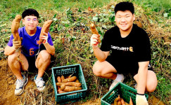  서천군 공동체비전고등학교, 직접 키운 고구마로 달콤한 사랑 나눔 