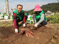  밀양시새마을회, 새마을 사랑나눔 고구마 전달 