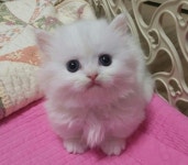  고양이분양전문업체 나비캣 겨울맞이 반값 할인행사 진행 중 