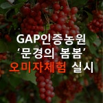  [카드뉴스] GAP인증농원 문경의 봄봄, 오미자체험 실시 