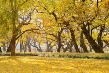  성주군 성밖숲, 생태테마관광 육성 공모사업 선정 