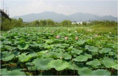  [마을탐방 #16] 풍경도 마음도 고운 연꽃마을의 미래 용담1리 남용현 이장 