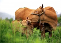 횡성군, 축산환경 개선 확대 추진…악취 없는 축산농장 관리