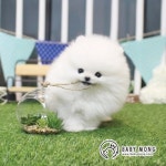 베이비몽에서 전하는 포메라니안 강아지 분양 받는 법