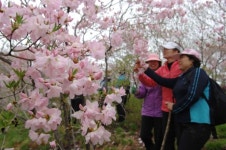 울산 제18회 대운산 철쭉제, 28~29일 열려