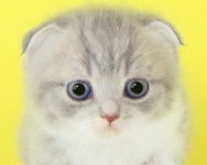 대구 고양이분양 나비캣이 말하는 고양이 걸음걸이 확인법