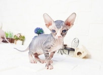 20년 경력의 홈 브리딩 노하우, 대전 강아지 분양·고양이 분양에 드림퍼피&쥬티펫 주목