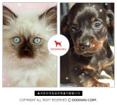 애견업계 강아지분양 도그마루, 고객맞춤형 서비스 및 다양한 혜택 선보여