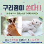 구리, 남양주, 의정부, 별내 강아지 고양이분양 아담스펫, 7월 여름방학맞이 이벤트 진행 중