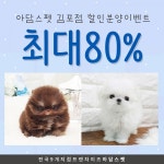 김포, 일산, 파주 강아지 고양이분양 아담스펫 김포점, 포메라니안, 말티즈 최대 80% 할인분양 중