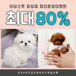 화성천안 강아지분양 아담스펫, 말티즈, 토이푸들 여름맞이 할인분양진행