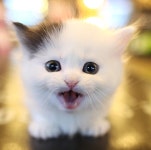 건대고양이분양업체 톰앤캣 먼치킨 뱅갈등 프리미엄묘종 50%할인 분양중