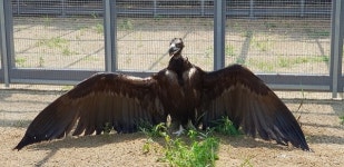 야생동물구조관리센터, 멸종위기 야생동물 보호와 야생 생태계 보호 앞장
