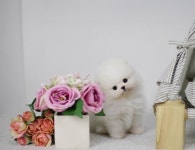 대구 강아지, 고양이분양 전문 애견샵 미유펫 핫썸머 무료분양이벤트 최대 80%할인 진행