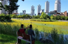 송도 미추홀공원 호수 노랑어리연꽃 만개