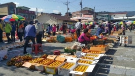 구례군, 구례 감 직거래 장터 운영