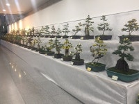 순천만국가정원, 국화분재 전시회 개최