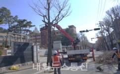 동두천시, 상반기 가로수 전정공사 실시
