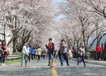 삼문동 벚꽃나들이 한마당행사, 오는 31일 개최