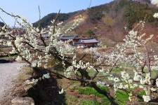 순천시 월등면, 제11회 순천향매실마을 동네방네 매화축제 개최