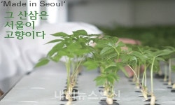 해피팜협동조합, 스마트시티팜 산양삼 새싹삼 재배성공