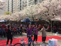 대구 서구, 벚꽃비 흩날리는평리2동 한울타리 벚꽃축제
