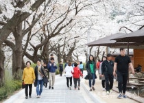 제35회 수안보 온천제...53℃ 온천과 벚꽃의 만남!