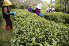 해남군, 설아다원 햇차 수확 한창