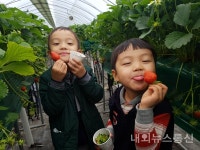 진천 초평초병설유, 소규모유치원 공동 활동…딸기농장 현장체험 학습 실시