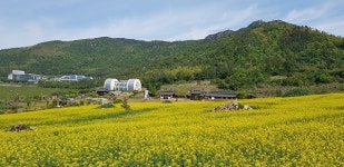 진도군 임회면 아리랑마을, 노란 유채꽃 만개