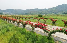 밀양시 상동면 장미명품길 구경오세요