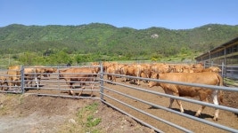 강진군, 동물복지형 운동장(울타리,CCTV) 설치사업 확대