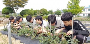 영덕중학교, 선배 4H 회원들과 농촌 체험 활동