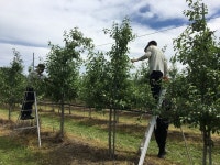 영덕군, 산림자원과, 남정면사무소 농촌일손 돕기 나서