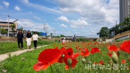 충주 봉방동 충주천 산책로, 꽃양귀비 활짝