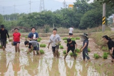 장성 진원동초, 손 모내기 실시