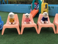 천안 애견미용실 몽스토리 여름철 적절한 애견미용으로 반려견의 건강을 지켜주세요