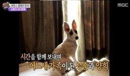 섹션TV 성훈 아픈 유기견 입양...외로운 시간이 편안한 시간으로