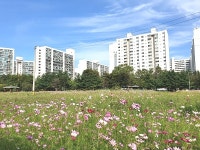 인천 남동구, 수산동 꽃단지 코스모스 활짝