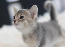 전국 프리미엄 고양이분양 전문샵 도레미캣 합리적인 분양가로 관심