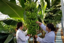 달성군, 시험재배 바나나 첫 수확
